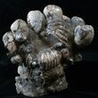 Tall Cretaceous Fossil Clam Cluster - Russia #15591-3